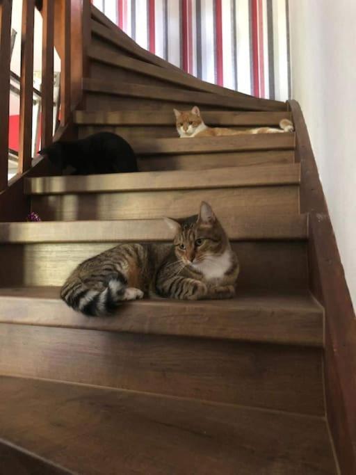 Private Room In Our Home With Free Vvo Ticket & Cats Pirna Exterior photo