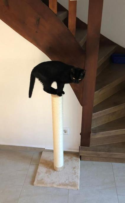 Private Room In Our Home With Free Vvo Ticket & Cats Pirna Exterior photo